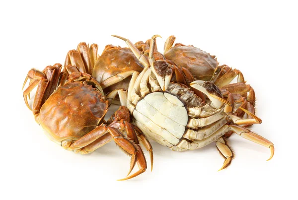 Crabe cuit — Photo