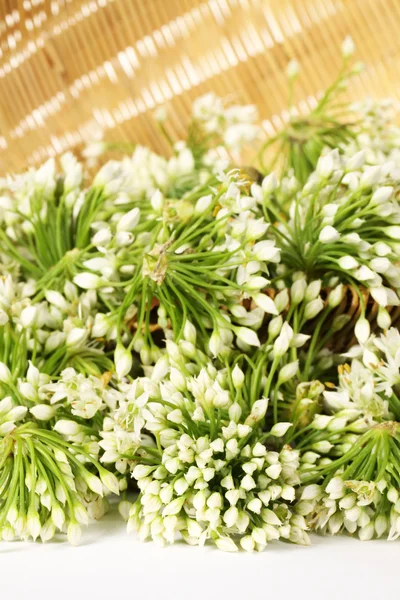 Chinese chive flower — Stock Photo, Image