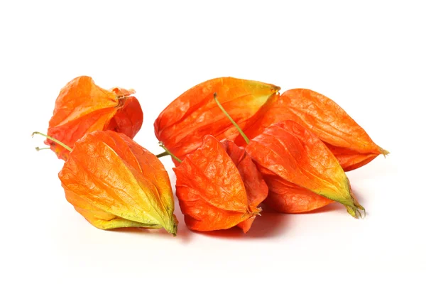 Physalis — Stock Photo, Image