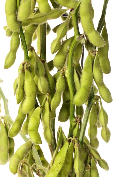新鲜收获的大豆植物 — 图库照片