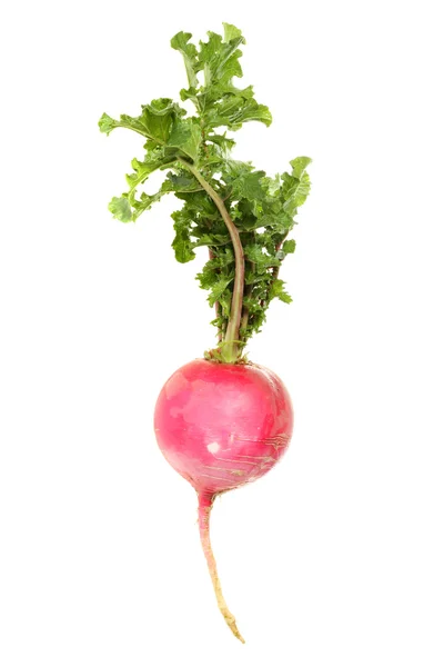 Radish on white background — Stock Photo, Image