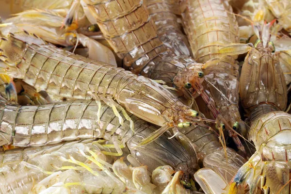 Peygamber devesi Karidesi