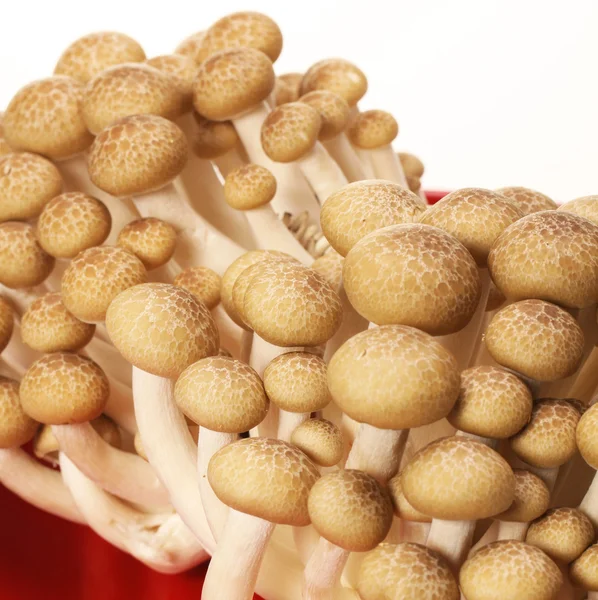 Mushrooms — Stock Photo, Image