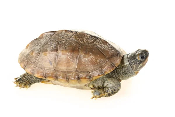 动物乌龟 — 图库照片