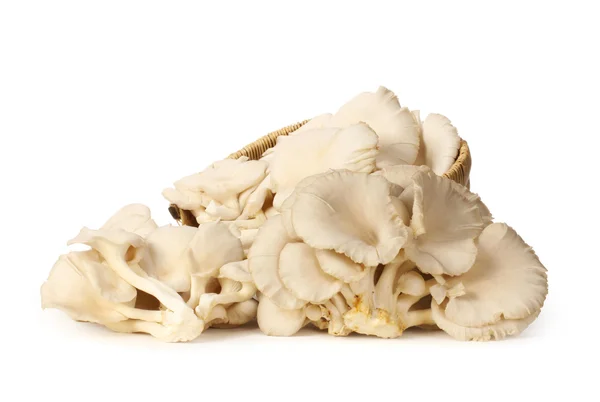 Oyster mushroom — Stock Photo, Image