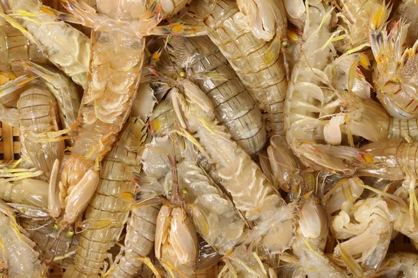 Mantis Crevettes — Photo