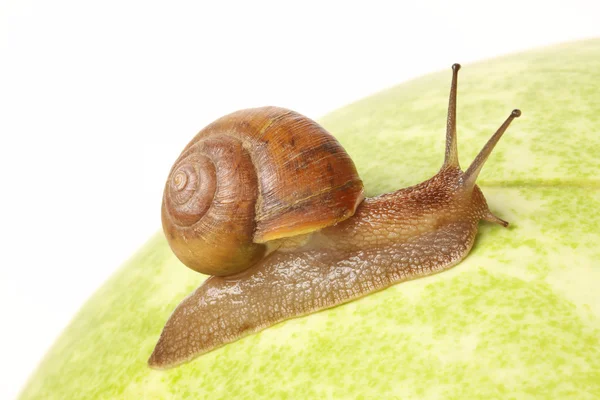 Snail — Stock Photo, Image