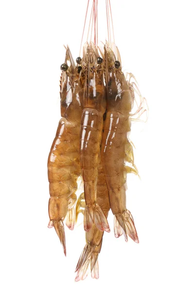 Crevettes fraîches — Photo