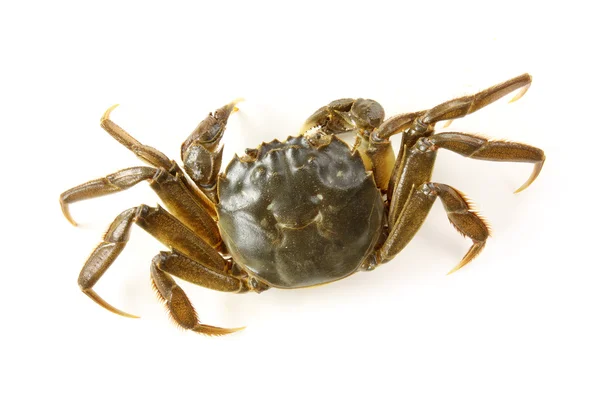 Crab — Stock Photo, Image