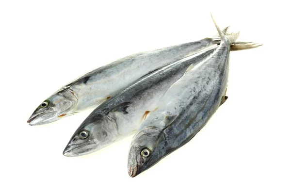 Spanish Mackerel — Stock Photo, Image