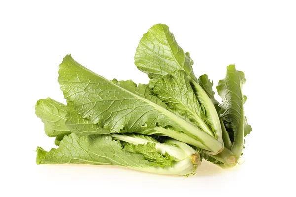 Small Chinese cabbage — Stock Photo, Image