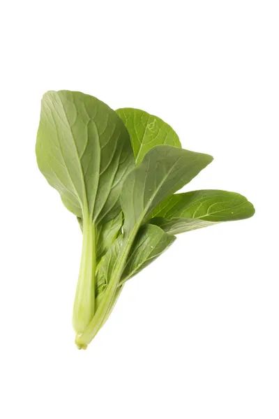 Cabbage — Stock Photo, Image