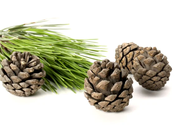 Pine cones — Stock Photo, Image