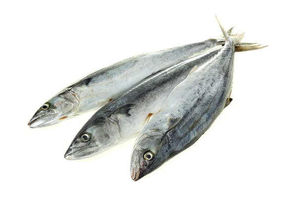 Fiskfoder — Stockfoto