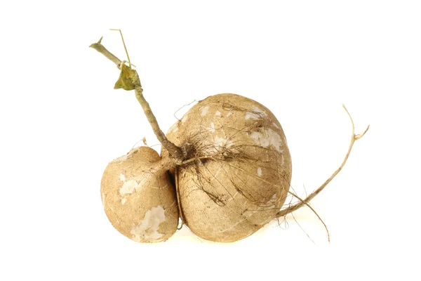 Jicama Ordförande — Stockfoto