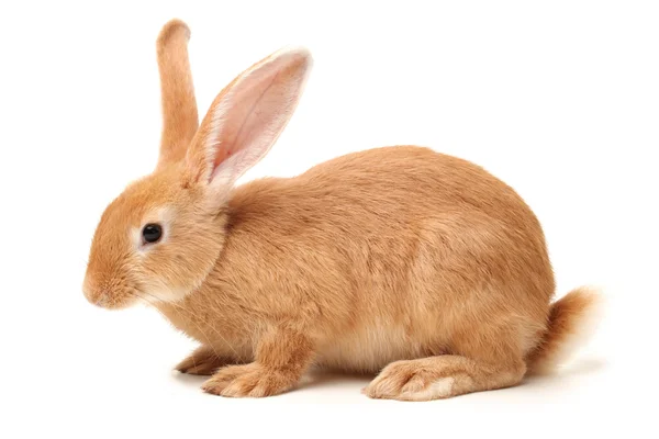 Orange rabbit — Stock Photo, Image