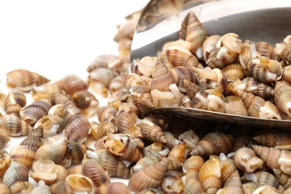 Whelks — Stock Photo, Image