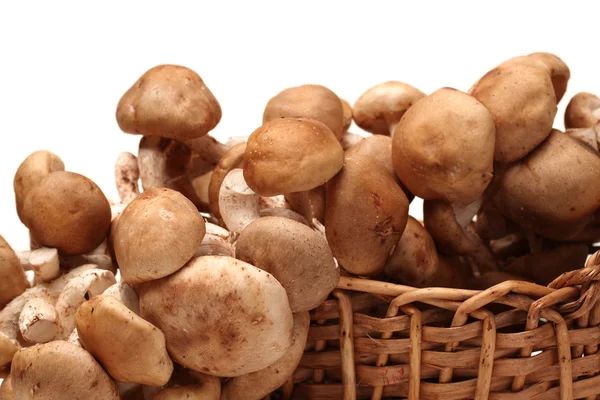 Shiitake paddestoelen — Stockfoto