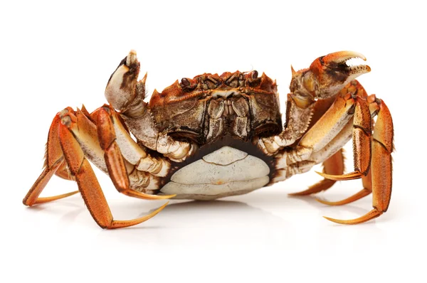 Cooked crab — Stock Photo, Image