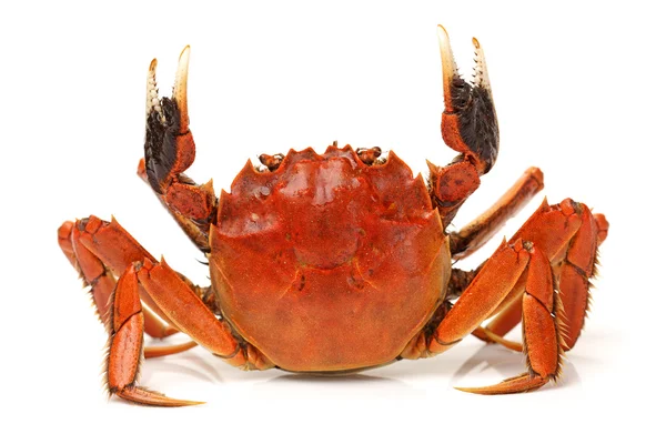 Cooked crab — Stock Photo, Image