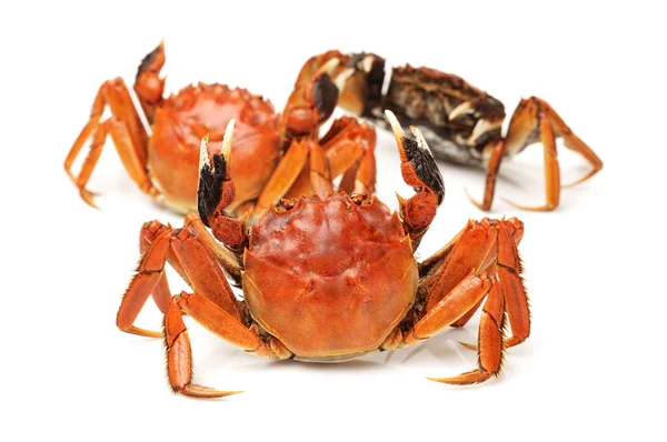 Gekookte krab — Stockfoto