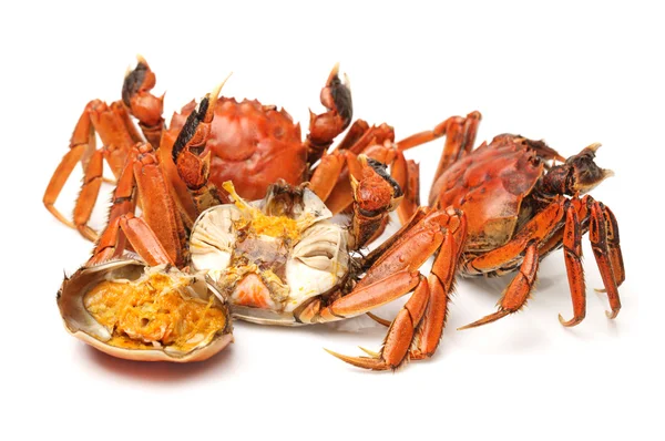 Crabe cuit — Photo