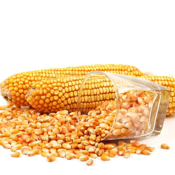 Closeup de grão de milho — Fotografia de Stock