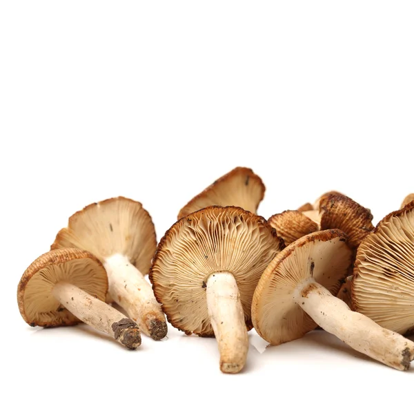 Edible mushrooms — Stock Photo, Image