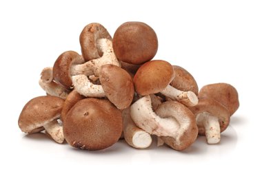 shiitake mantar