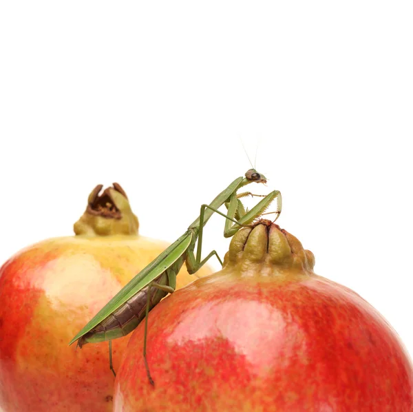 Green mantis on the pomegranate — Stock Photo, Image