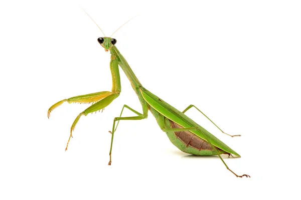 Mantis verde — Foto de Stock