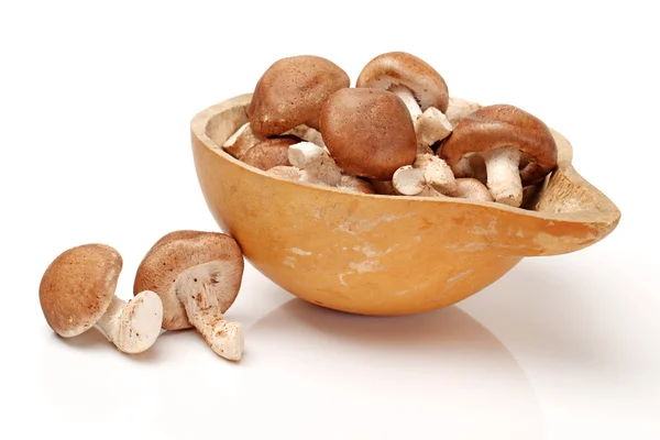 Seta shiitake — Foto de Stock