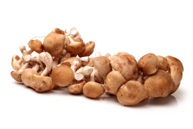 shiitake mantar