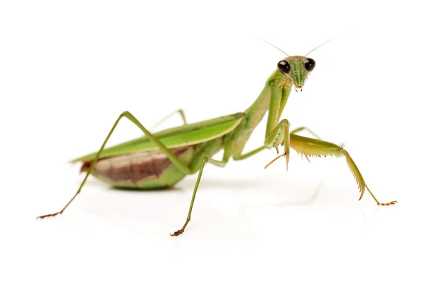 Grüne Gottesanbeterin — Stockfoto