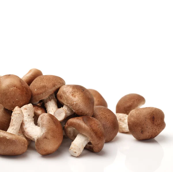 Cogumelo shiitake — Fotografia de Stock