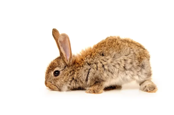 Grå kanin — Stockfoto