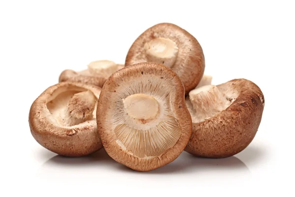 Shiitake svamp — Stockfoto