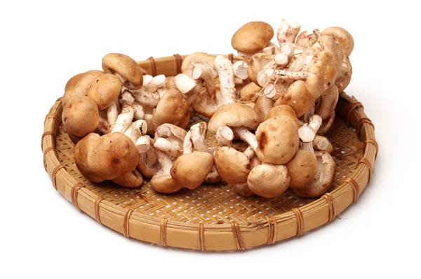 Shiitake mushroom — Stock Photo, Image