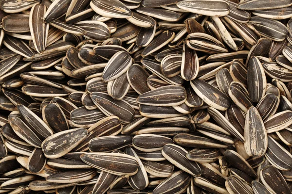 Sfondo semi di girasole — Foto Stock