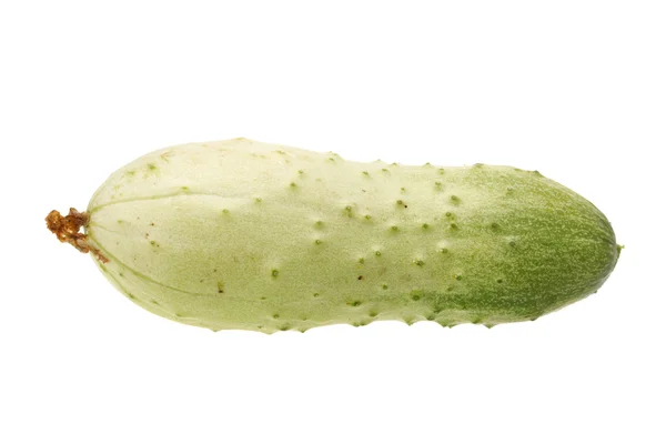 Pepino — Foto de Stock