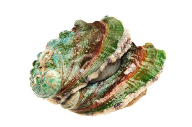 ham abalones