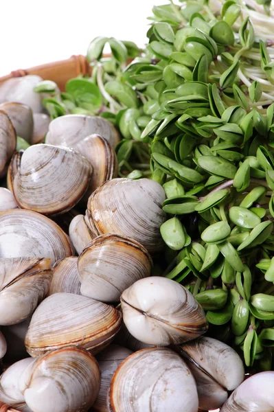 Cockles — Stock Photo, Image