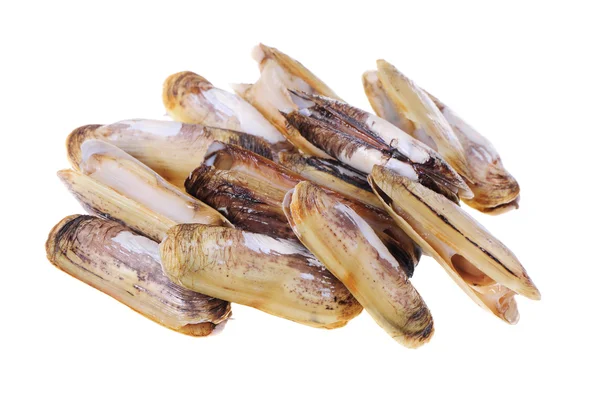 Razor clams isolated on white background. — Stock Photo, Image