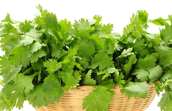 Coriander — Stock Photo, Image