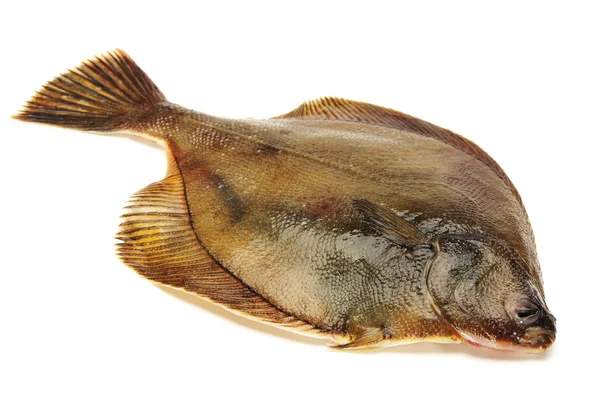 Peixe-pregado sobre fundo branco — Fotografia de Stock