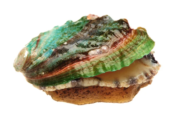 Ham abalones — Stok fotoğraf