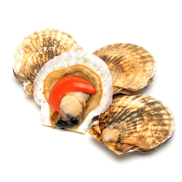 Scallop — Stock Photo, Image