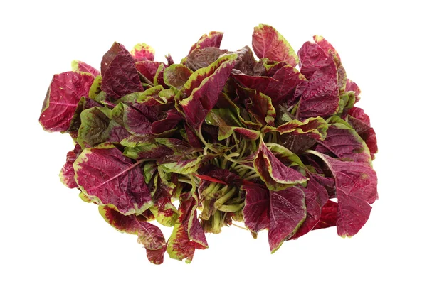 Amaranth — Stock Photo, Image