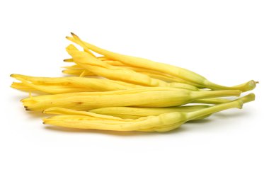 beyaz zemin üzerine daylily