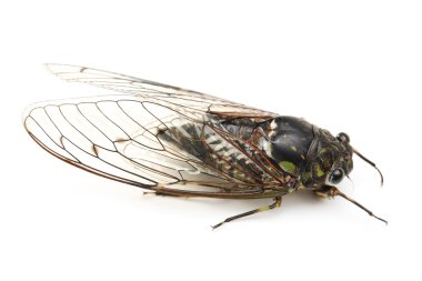 Cicada insect clipart